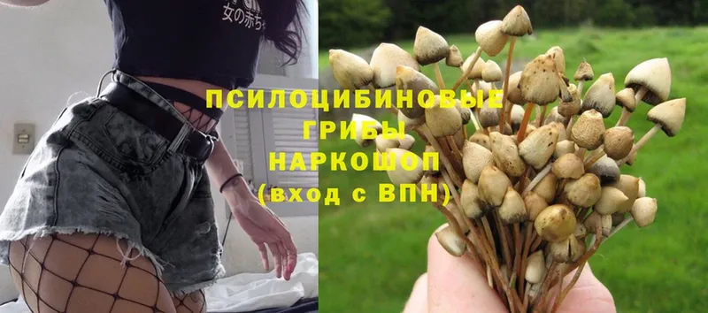 купить наркотики цена  MEGA как зайти  Псилоцибиновые грибы Magic Shrooms  Буинск 